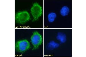 ABIN185446 Immunofluorescence analysis of paraformaldehyde fixed U251 cells, permeabilized with 0. (Neuroligin 1 Antikörper  (Internal Region))