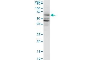 PAIP1 antibody  (AA 76-185)