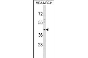 KCNJ15 Antibody (C-term) (ABIN1537165 and ABIN2848758) western blot analysis in MDA-M cell line lysates (35 μg/lane). (KCNJ15 Antikörper  (C-Term))
