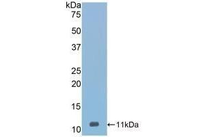 Detection of Recombinant Vaspin, Mouse using Polyclonal Antibody to Visceral Adipose Tissue Derived Serine Protease Inhibitor (Vaspin) (SERPINA12 Antikörper  (AA 71-148))