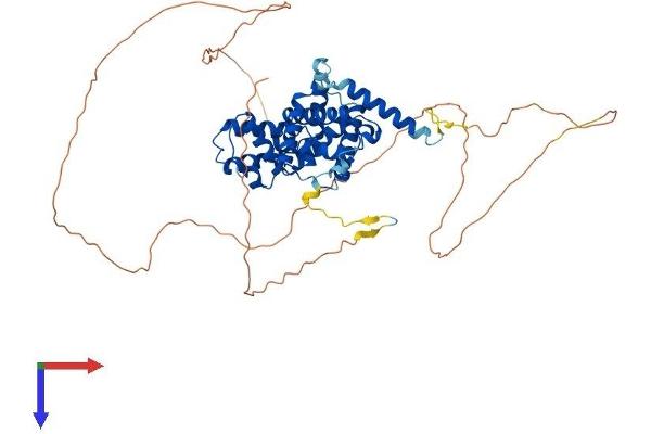 Cyclin L1 Protein (CCNL1) (AA 1-526) (His tag)