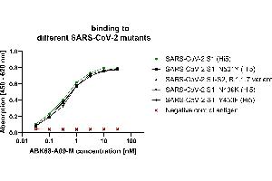 S1 Protein of different corona strain mutants (produced in Hi5 cells) were coated on an ELISA plate at 100 ng. (Rekombinanter SARS-CoV-2 Spike Antikörper  (AA 319-541))