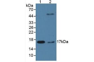 Figure. (PPIA Antikörper  (AA 2-165))