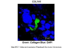 Researcher: Ivan Bedzhov, PhD, Gurdon Institute, University of CambridgeApplication: IHCSpecies+tissue/cell type: Species+tissue/cell type: Mouse blastocyte Primary Antibody dilution: 1:200Secondary Antibody: Anti-rabbit-Alexa 488 Secondary Antibody Dilution: 1:000