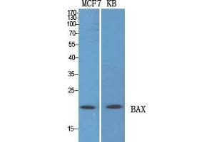 Western Blot (WB) analysis of specific cells using Bax Polyclonal Antibody.