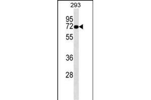 OTOP2 Antibody (Center) (ABIN1538326 and ABIN2849278) western blot analysis in 293 cell line lysates (35 μg/lane). (Otopetrin 2 Antikörper  (AA 336-363))