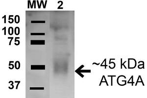 Western blot analysis of Human HeLa cell lysates showing detection of 45. (ATG4A Antikörper  (AA 58-70) (HRP))