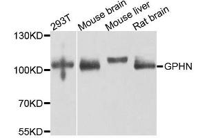 Western blot analysis of extracts of various cell lines, using GPHN antibody (ABIN5996450) at 1/1000 dilution. (Gephyrin Antikörper)