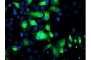 Anti-FGFR2 mouse monoclonal antibody (ABIN2454500) immunofluorescent staining of COS7 cells transiently transfected by pCMV6-ENTRY FGFR2 (RC217098). (FGFR2 Antikörper)