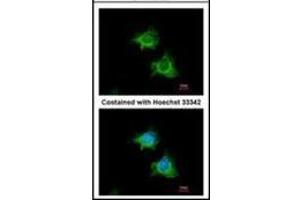 Immunofluorescence analysis of methanol-fixed HeLa, using BIRC4 antibody at 1/100 dilution. (XIAP Antikörper  (AA 75-226))