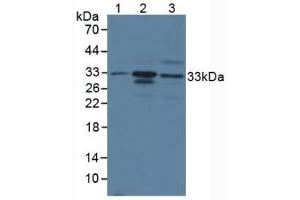 Figure. (CMA1 Antikörper  (AA 9-247))