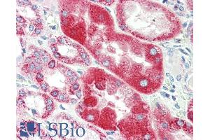 ABIN5539834 (5µg/ml) staining of paraffin embedded Human Kidney. (GLRA1 Antikörper  (Internal Region))