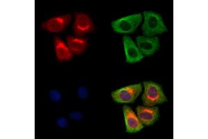 ABIN7094684 and ABIN7098735 staining Hela cells by IF/ICC. (BSCL2 Antikörper  (Internal Region))