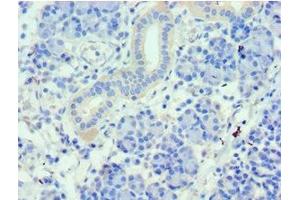 Immunohistochemistry of paraffin-embedded human pancreatic tissue using ABIN7159661 at dilution of 1:100 (WDR77 Antikörper  (AA 1-260))