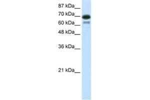 Western Blotting (WB) image for anti-Elongation Factor RNA Polymerase II (ELL) antibody (ABIN2460171) (ELL Antikörper)