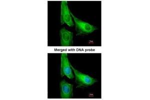 Immunofluorescence (IF) image for anti-ArfGAP with GTPase Domain, Ankyrin Repeat and PH Domain 1 (AGAP1) (C-Term) antibody (ABIN2856309)
