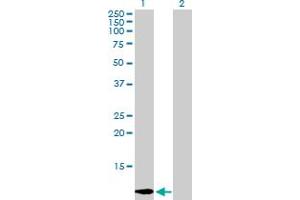 Western Blot analysis of LGALS1 expression in transfected 293T cell line by LGALS1 MaxPab polyclonal antibody. (LGALS1/Galectin 1 Antikörper  (AA 1-135))