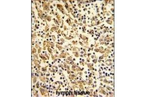 Formalin-fixed and paraffin-embedded human lymph with XPOT Antibody (N-term), which was peroxidase-conjugated to the secondary antibody, followed by DAB staining. (XPOT Antikörper  (N-Term))