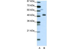 Western Blotting (WB) image for anti-Zinc Finger Protein 259 (znf259) antibody (ABIN2461709) (ZNF259 Antikörper)