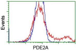HEK293T cells transfected with either RC207219 overexpress plasmid (Red) or empty vector control plasmid (Blue) were immunostained by anti-PDE2A antibody (ABIN2454150), and then analyzed by flow cytometry. (PDE2A Antikörper)