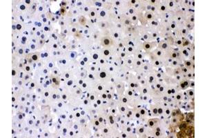 IHC testing of FFPE mouse liver with PC4 antibody at 1ug/ml. (SUB1 Antikörper  (AA 96-127))