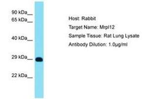 Image no. 1 for anti-Mitochondrial Ribosomal Protein L12 (MRPL12) (AA 119-168) antibody (ABIN6750517) (MRPL12 Antikörper  (AA 119-168))
