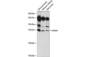 Western blot analysis of extracts of various cell lines, using GDNF antibody (ABIN7267388) at 1:1000 dilution. (GDNF Antikörper  (AA 109-211))