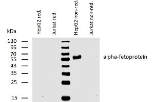 Western blotting analysis of human alpha-fetoprotein using mouse monoclonal antibody AFP-01 on lysates of HepG2 cell line and Jurkat cell line (negative control) under reducing and non-reducing conditions. (alpha Fetoprotein Antikörper)