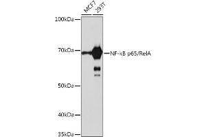 Western blot analysis of extracts of various cell lines, using NF-kB p65/RelA antibody (ABIN7268995) at 1:1000 dilution. (NF-kB p65 Antikörper)