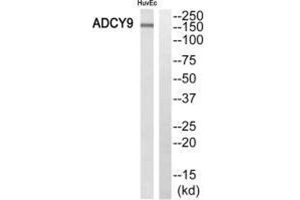 ADCY9 Antikörper  (N-Term)