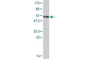 Western Blotting (WB) image for anti-Enoyl CoA Hydratase, Short Chain, 1, Mitochondrial (ECHS1) (AA 13-290) antibody (ABIN515149)