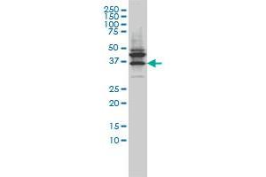 Western Blotting (WB) image for anti-Junctional Adhesion Molecule 2 (JAM2) (AA 29-298) antibody (ABIN566190)
