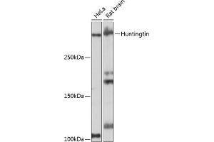 Western blot analysis of extracts of various cell lines, using Huntingtin antibody (ABIN7267793) at 1:1000 dilution. (Huntingtin Antikörper)