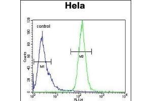 H2AFY2 Antibody (N-term) (ABIN654683 and ABIN2844376) flow cytometric analysis of Hela cells (right histogram) compared to a negative control cell (left histogram).