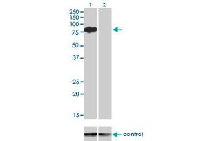 Western blot analysis of BMP2K over-expressed 293 cell line, cotransfected with BMP2K Validated Chimera RNAi (Lane 2) or non-transfected control (Lane 1). (BMP2K Antikörper  (AA 540-650))