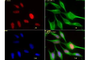Immunofluorescence (IF) image for anti-Histone Deacetylase 2 (HDAC2) (AA 473-488) antibody (ABIN7540288)