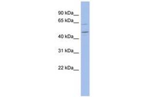 Image no. 1 for anti-Zinc Finger Protein 619 (ZNF619) (AA 107-156) antibody (ABIN6742665) (ZNF619 Antikörper  (AA 107-156))