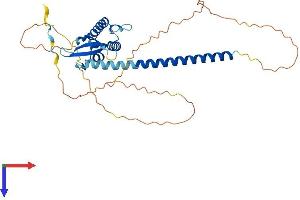 SNX16 Protein (AA 1-344) (His tag)