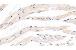 Detection of APLN in Mouse Cardiac Muscle Tissue using Polyclonal Antibody to Apelin (APLN) (Apelin Antikörper  (AA 23-77))