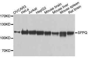 Western blot analysis of extracts of various cell lines, using SFPQ antibody. (SFPQ Antikörper  (AA 578-707))
