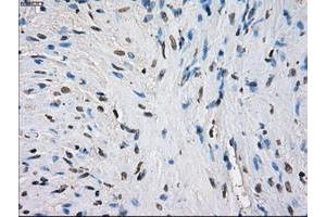 Image no. 6 for anti-Fc gamma RII (CD32) antibody (ABIN1497255) (Fc gamma RII (CD32) Antikörper)