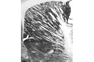 Adult rat striatum immunohistochemistry.