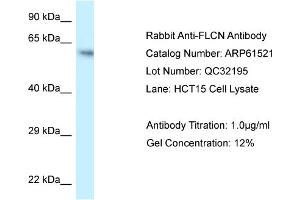 Western Blotting (WB) image for anti-Folliculin (FLCN) (C-Term) antibody (ABIN2788830) (FLCN Antikörper  (C-Term))