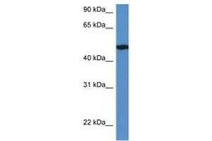 Image no. 1 for anti-Immediate Early Response 5-Like (IER5L) (AA 331-380) antibody (ABIN6746430) (IER5L Antikörper  (AA 331-380))