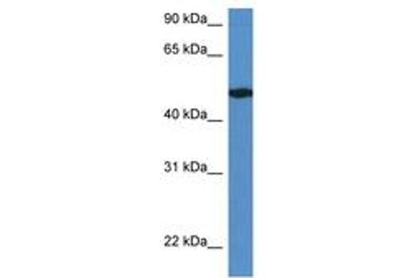 IER5L antibody  (AA 331-380)