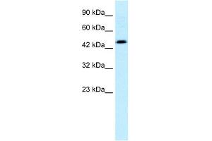 WB Suggested Anti-CALR Antibody Titration: 0. (Calreticulin Antikörper  (C-Term))