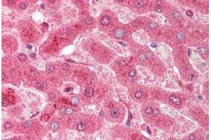 Human Liver (formalin-fixed, paraffin-embedded) stained with CASP3 antibody ABIN214076 at 10 ug/ml followed by biotinylated goat anti-rabbit IgG secondary antibody ABIN481713, alkaline phosphatase-streptavidin and chromogen. (Caspase 3 Antikörper  (AA 166-183))