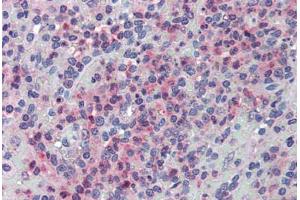 Anti-GLG1 antibody  ABIN960781 IHC staining of human spleen. (GLG1 Antikörper  (Internal Region))