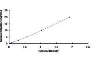 ELISA image for Replication Protein A1, 70kDa (RPA1) ELISA Kit (ABIN436853) (RPA1 ELISA Kit)