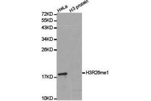 Western Blotting (WB) image for anti-Histone 3 (H3) (H3R26me) antibody (ABIN1873017) (Histone 3 Antikörper  (H3R26me))